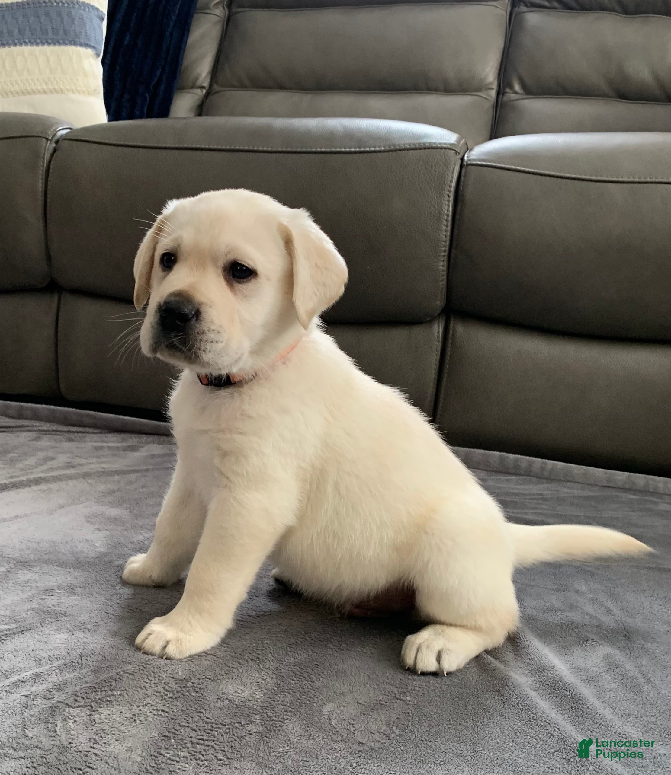 Labrador Retriever dogs Bentley  - Ad 12