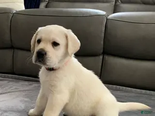 Labrador Retriever dogs Bentley - Ad 12