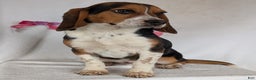 Beagle dogs for sale: Ross - Ad 12
