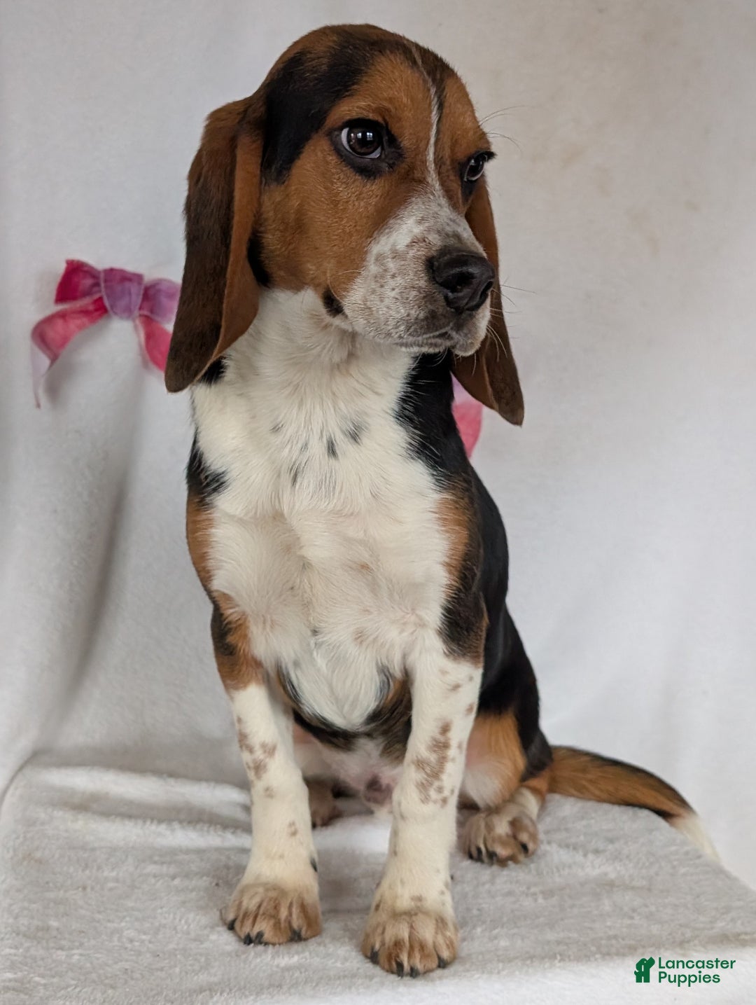 Beagle dogs for sale: Ross - Ad 12