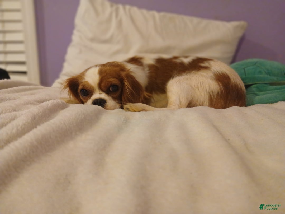 Cavalier King Charles Spaniel dogs for sale: Cavalier King Charles Spaniel Puppy 4 - Ad 7
