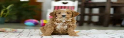 Mini Goldendoodle dogs for sale: Monica - Ad 4