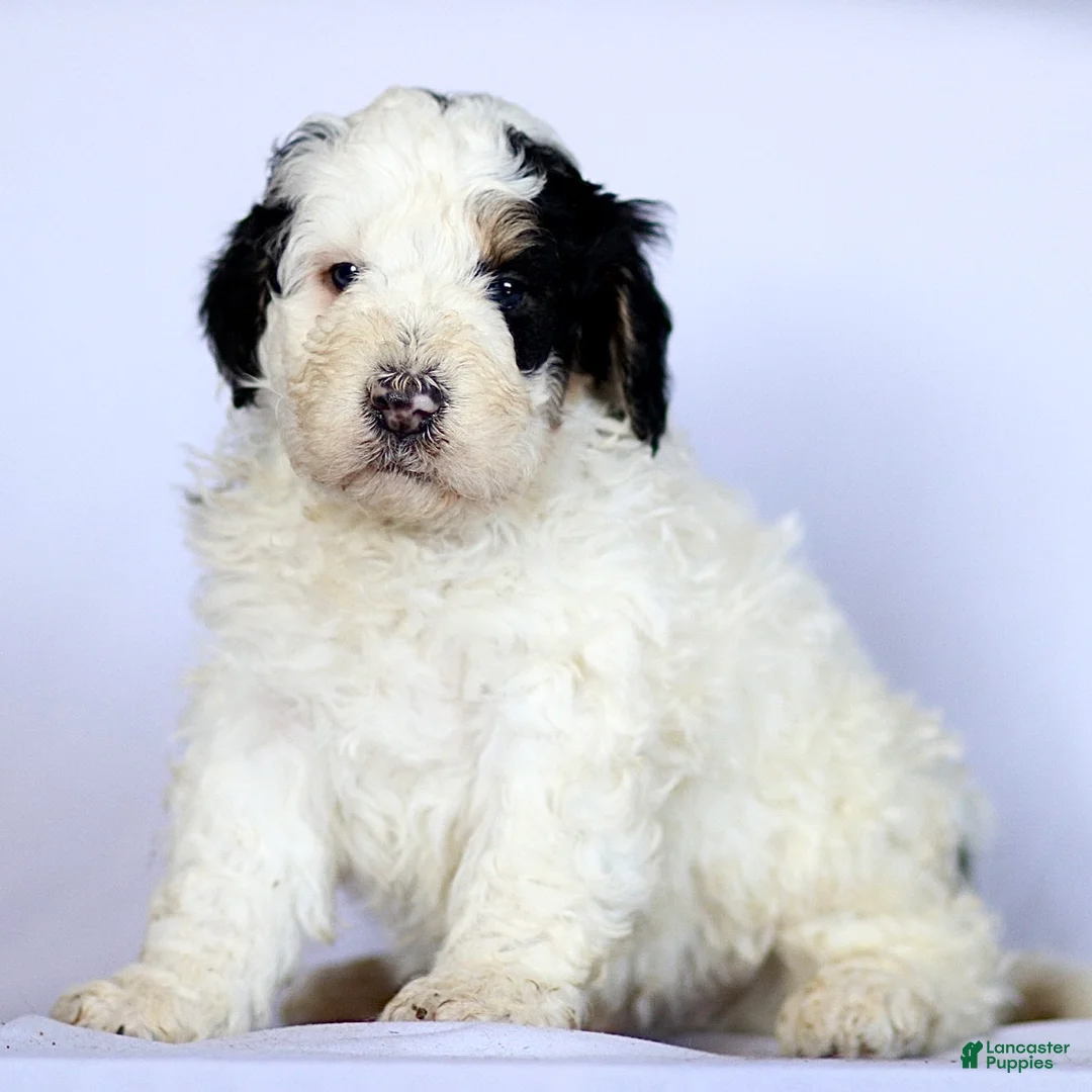 Mini Bernedoodle dogs for sale: Gizmo - Ad 4