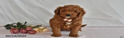 Mini Goldendoodle dogs for sale: Lucy - Ad 4