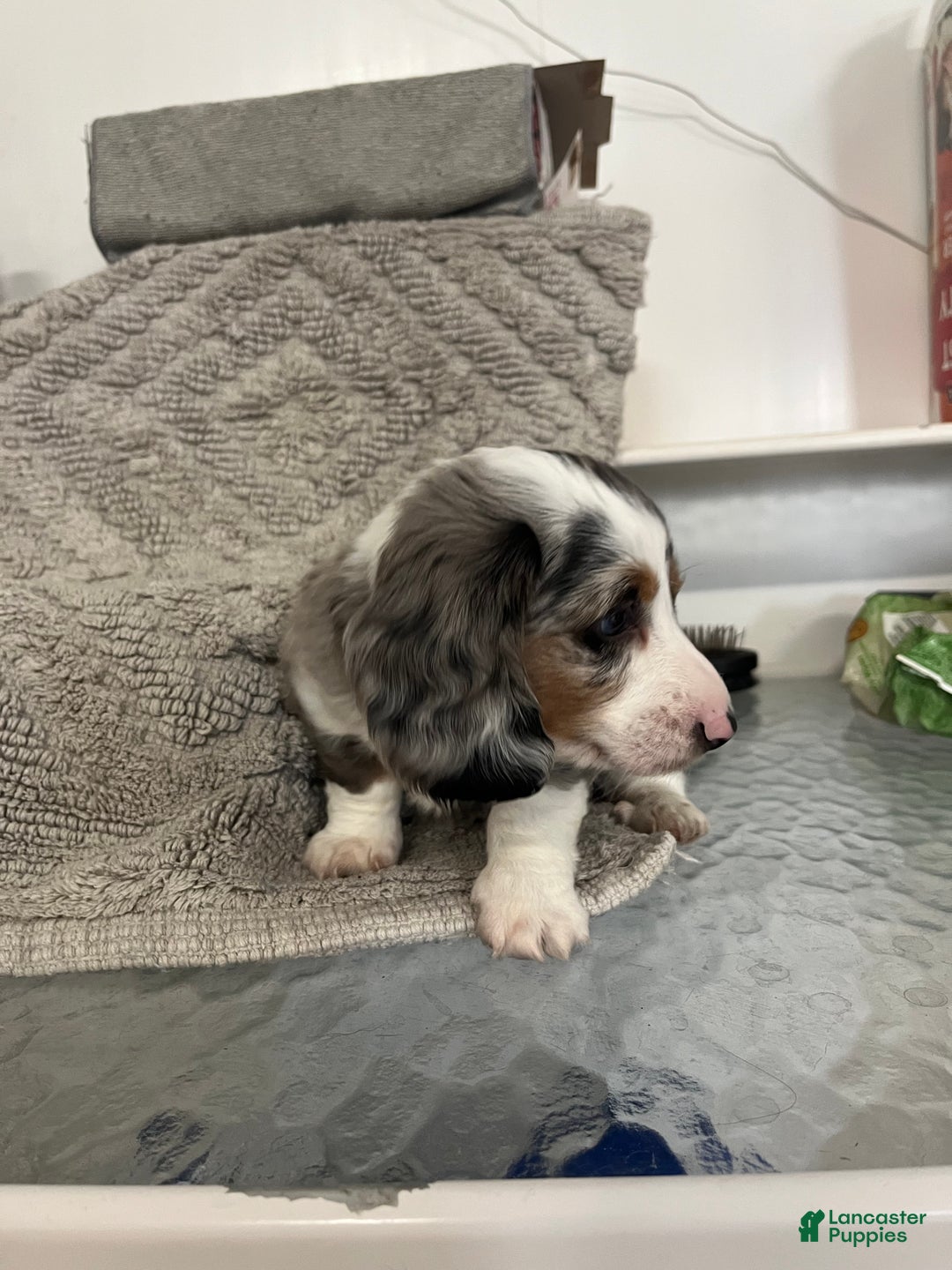 Miniature Dachshund dogs for sale: Rascal  - Ad 1