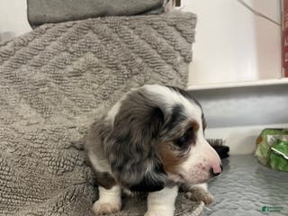 Miniature Dachshund dogs Rascal - Ad 21