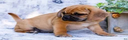 Puggle dogs for sale: Ranger - Ad 5