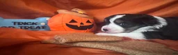 Miniature Australian Shepherd dogs for sale: Neagley - Ad 5