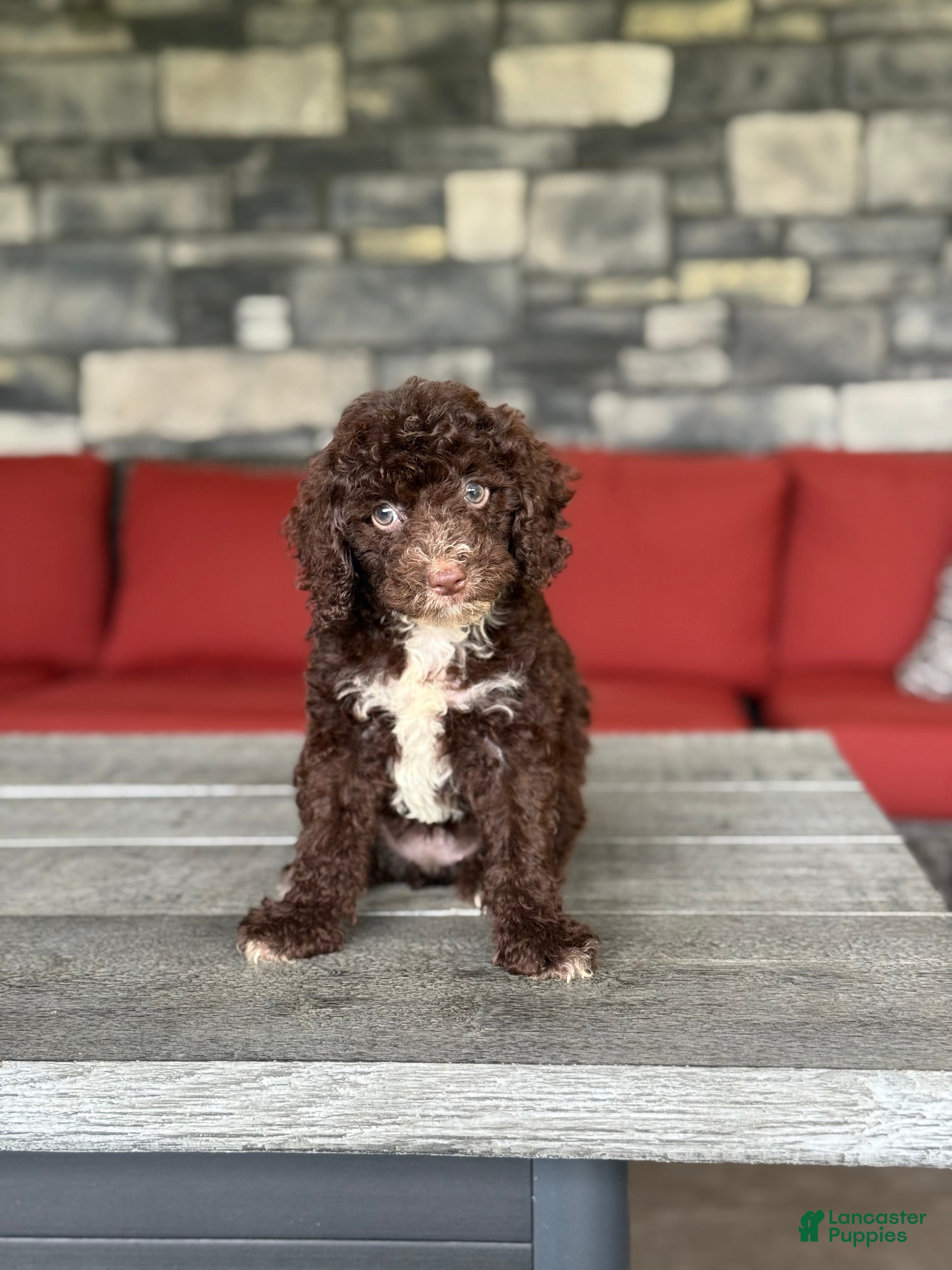 Miniature Poodle dogs Mars  - Ad 2