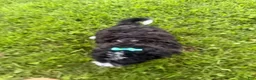 Bernedoodle dogs for sale: Stormy - Ad 2