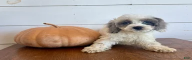 Porchia 