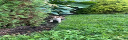 Beagle dogs for sale: Shenandoah - Ad 3