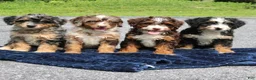 Mini Bernedoodle dogs for sale: Rosie  - Ad 5
