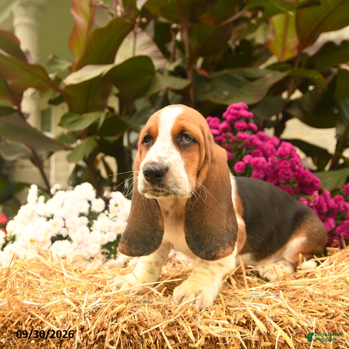 Basset Hound dogs Milo - Ad 2