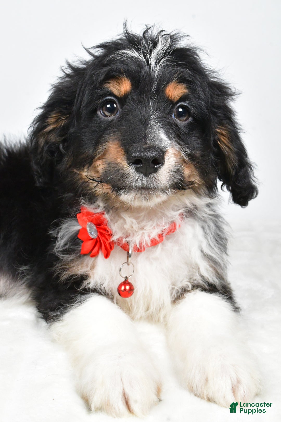 Mini Aussiedoodle dogs for sale: Logan - Ad 6