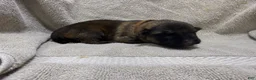 German Shepherd dogs for sale: Daisy - Ad 48