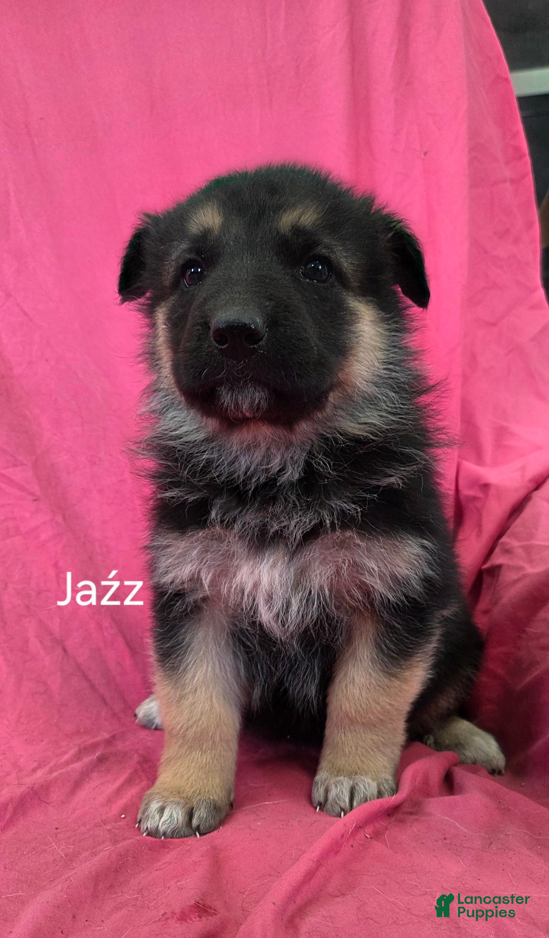 Mixed Breed dogs Jazz - Ad 3