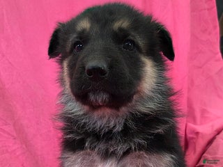Mixed Breed dogs Jazz - Ad 6
