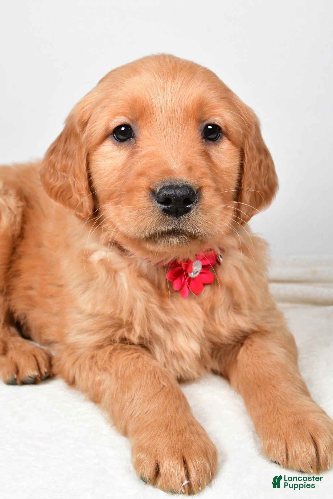 Golden Retriever dogs for sale: Karma - Ad 5