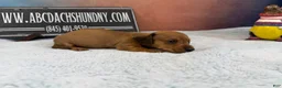 Miniature Dachshund dogs for sale: Smooth red brindle - Ad 29