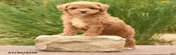 Toy Poodle dogs for sale: Maverick - Ad 3