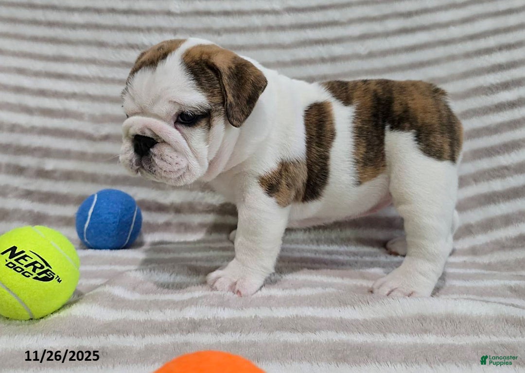 English Bulldog dogs for sale: Delilah - Ad 5