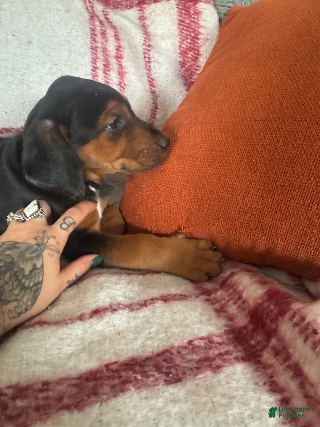 Mixed Breed dogs for sale: Mixed Breed Puppy 4 - Ad 25