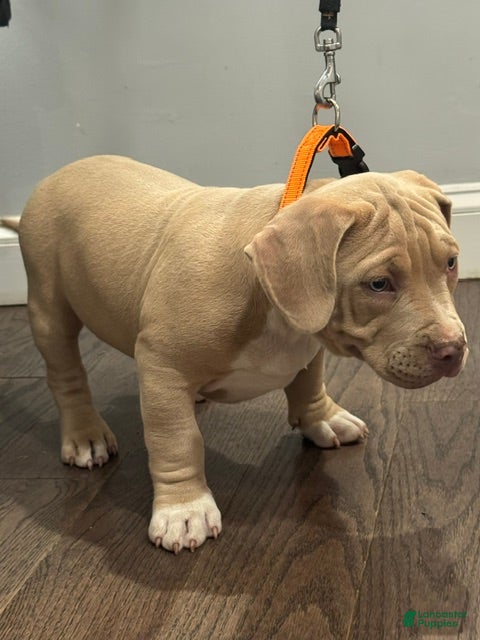 American Bully dogs Tank - Ad 1