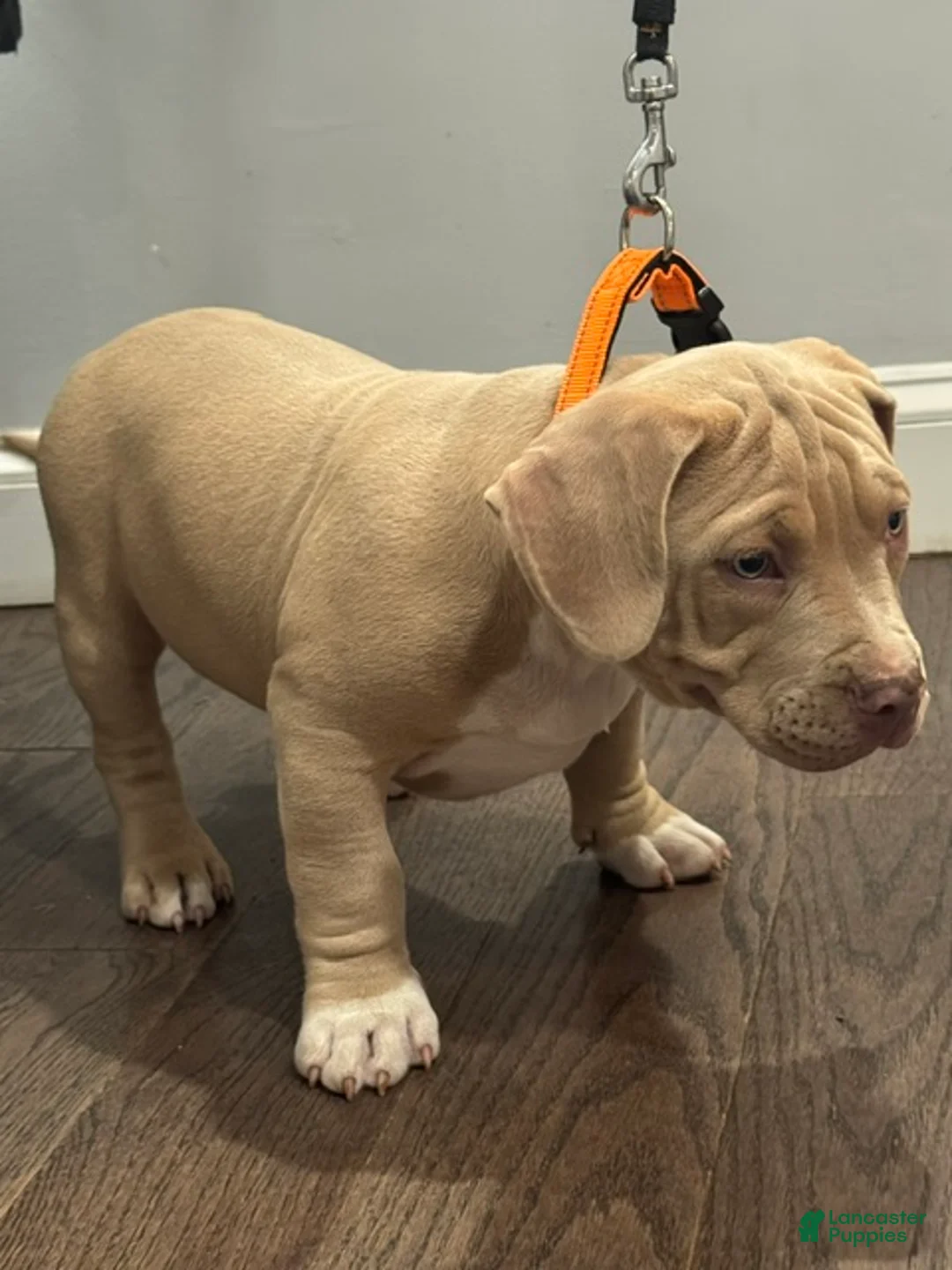 American Bully dogs for sale: Tank - Ad 1