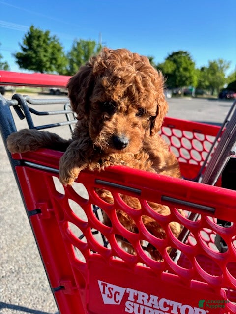 Mini Goldendoodle dogs Boy 1  - Ad 2