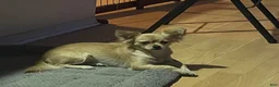 Chihuahua dogs for sale: Male White w/ Light Brown Markings Chihuahua 3 - Ad 5