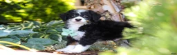 Mini Bernedoodle dogs for sale: Archie - Ad 4