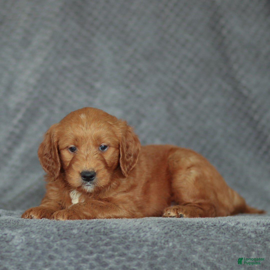 Mini Goldendoodle dogs for sale: Rex - Ad 2