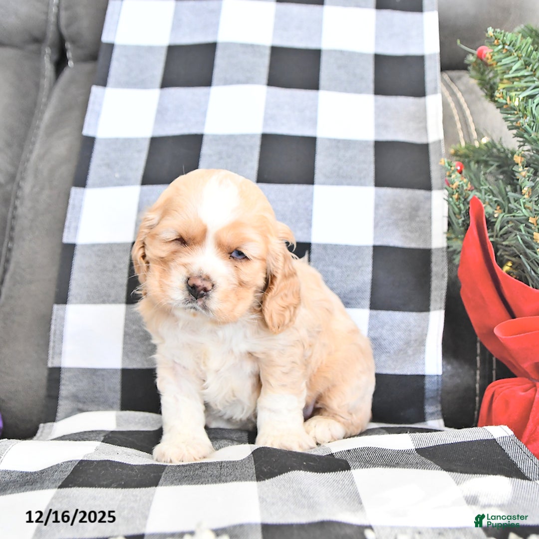 Cocker Spaniel dogs for sale: Merry - Ad 4