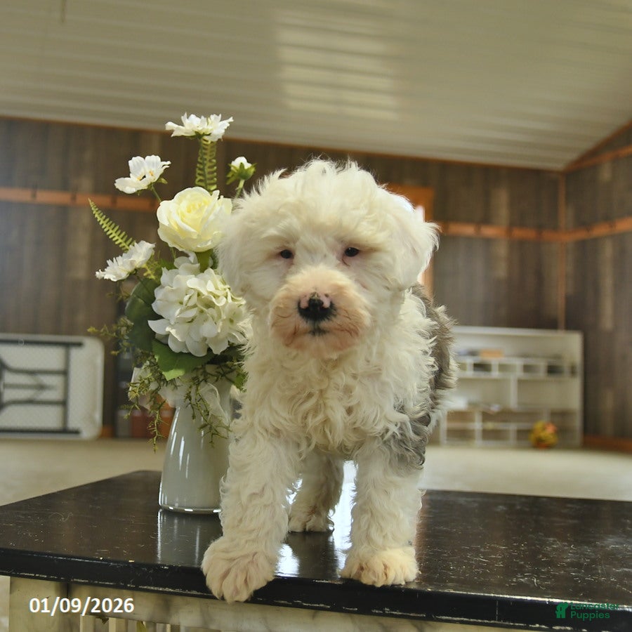 Sheepadoodle dogs Finn  - Ad 3