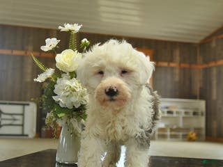 Sheepadoodle dogs Finn - Ad 3