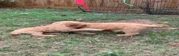 Goldendoodle dogs for sale: Passion - Ad 21