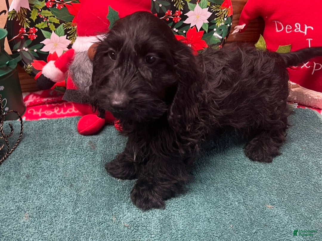 Dachshund dogs for sale: Silky Boy - Ad 1