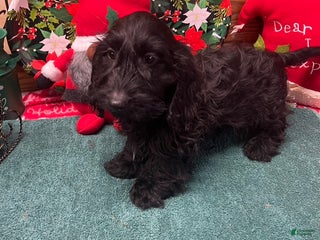 Dachshund dogs Silky Boy - Ad 29