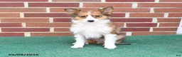 Shetland Sheepdog dogs for sale: Paddington - Ad 2
