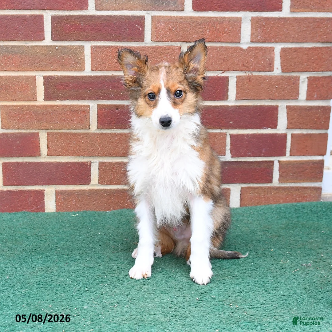 Shetland Sheepdog dogs for sale: Paddington - Ad 2