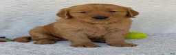 Golden Retriever dogs for sale: Brady - Ad 21