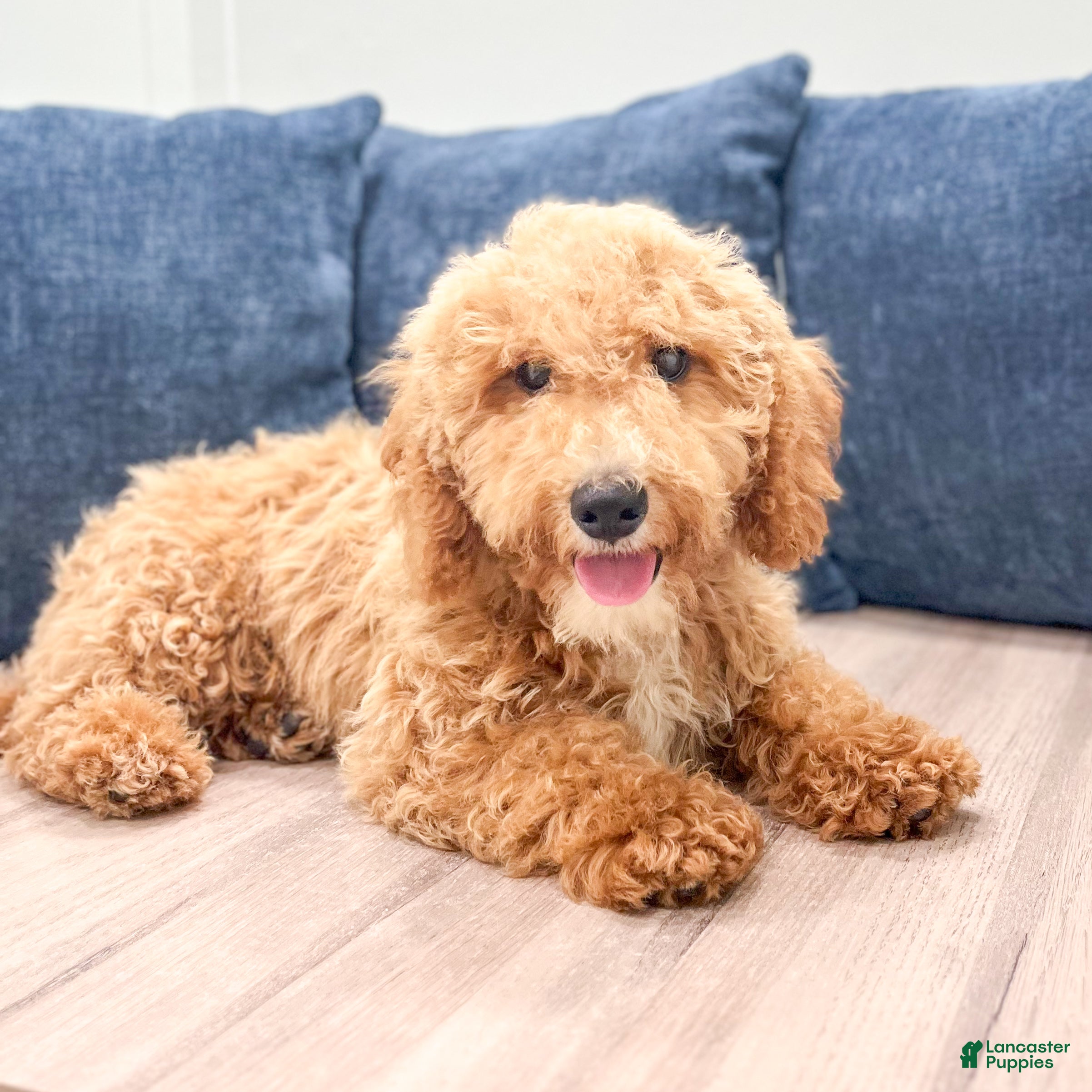 Miniature Labradoodle dogs Klark - Ad 1