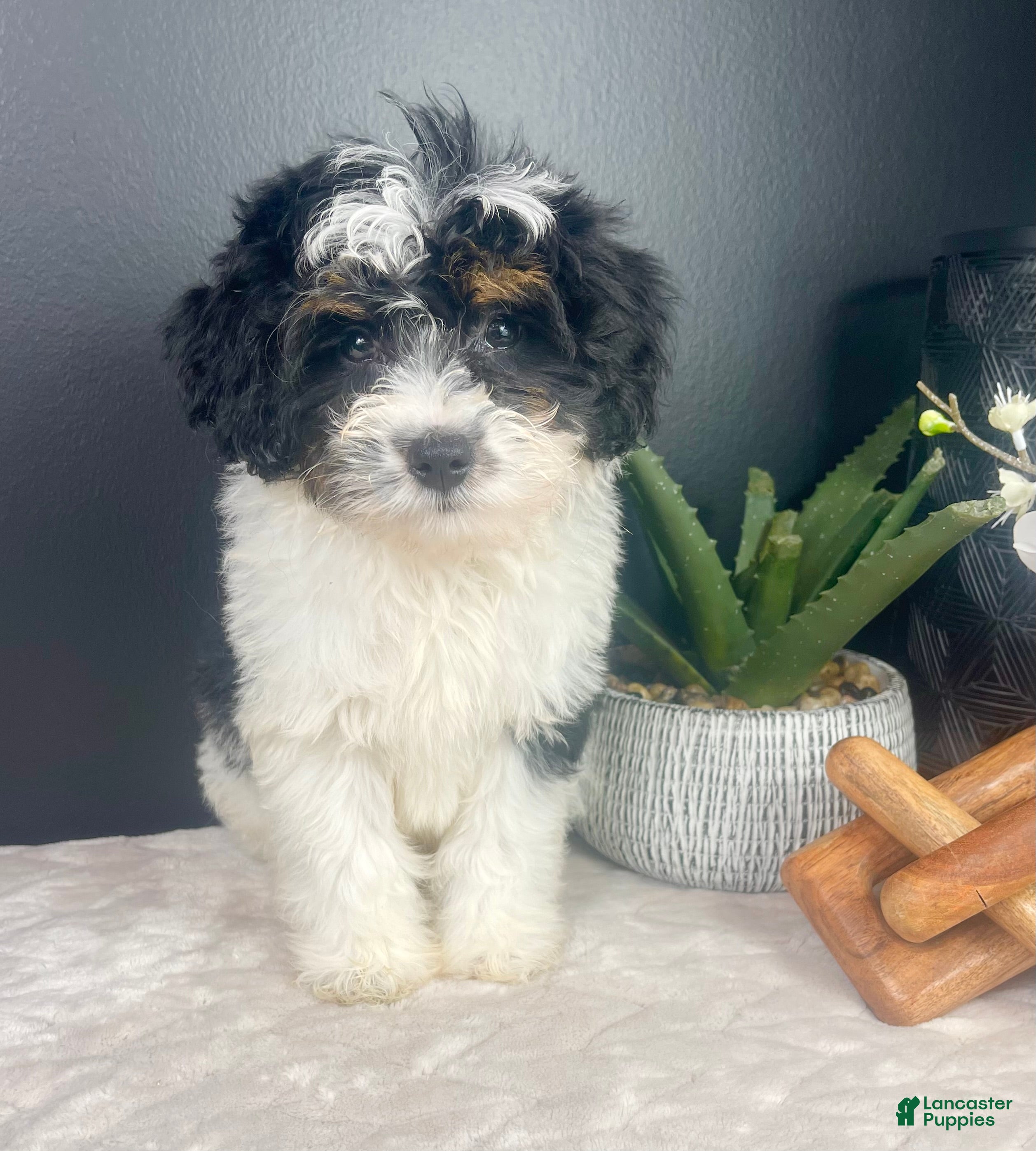 Mini Bernedoodle dogs Brielle - Ad 9
