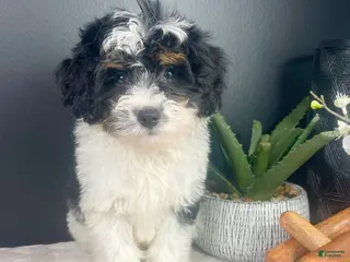 Mini Bernedoodle dogs Brielle - Ad 9