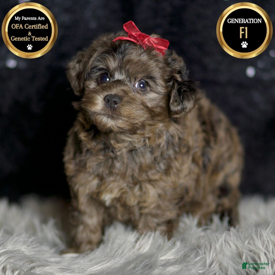 Yorkiepoo dogs for sale: Mr Pip - Ad 8