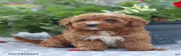 Miniature Poodle dogs for sale: Natasha - Ad 11