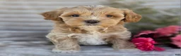Shihpoo dogs for sale: Harper - Ad 7
