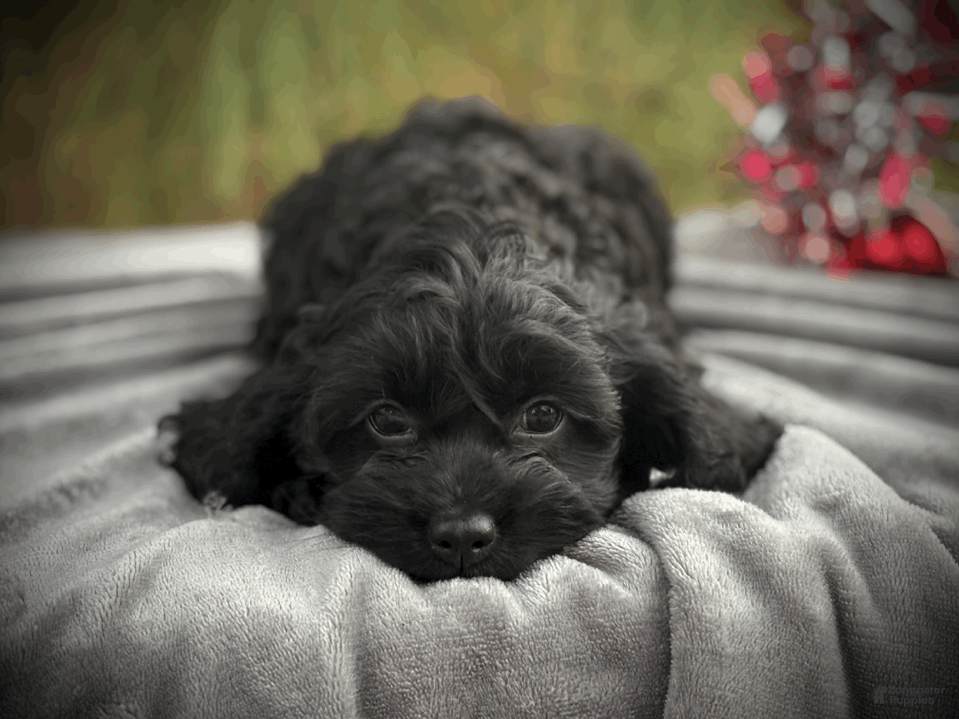 Cockapoo dogs for sale: Cider - Ad 5