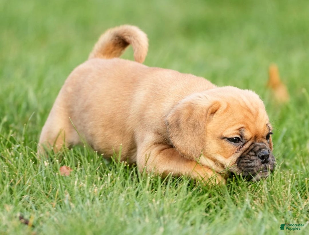 Puggle dogs for sale: Ripley - Ad 9